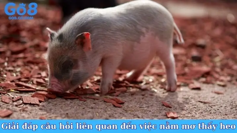 Giải đáp các câu hỏi liên quan đến việc nằm mơ thấy heo