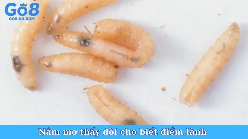 Nằm mơ thấy dòi cho biết điềm lành