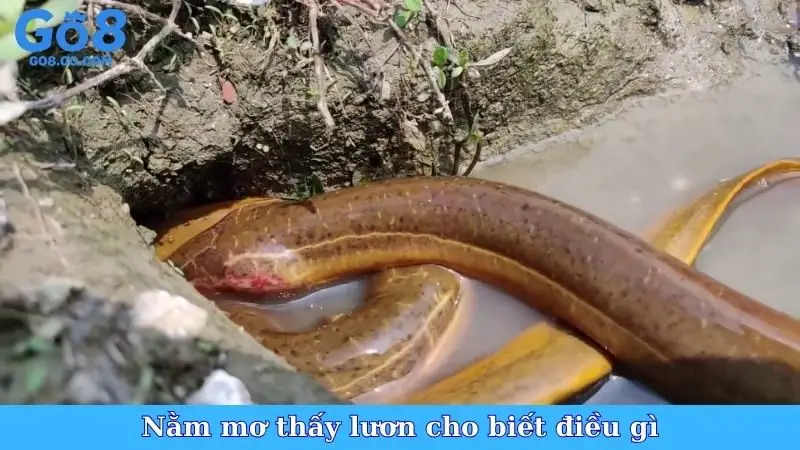 Nằm mơ thấy lươn cho biết điều gì