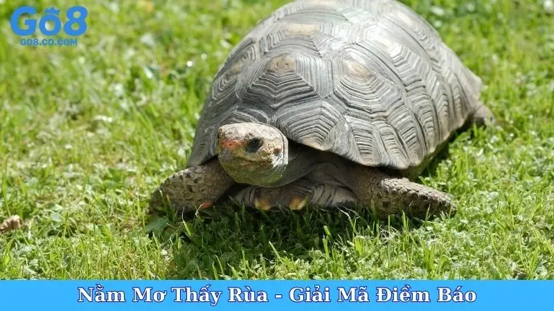 Nằm Mơ Thấy Rùa - Giải Mã Điềm Báo